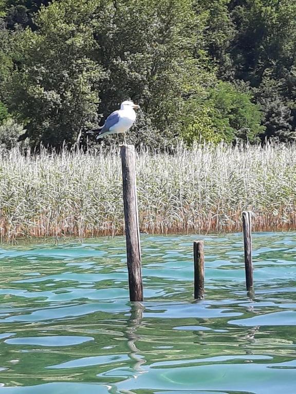 Le Lamartine, Vue Magnifique Face Au Lac Du Bourget Εξ Λε Μπαν Εξωτερικό φωτογραφία